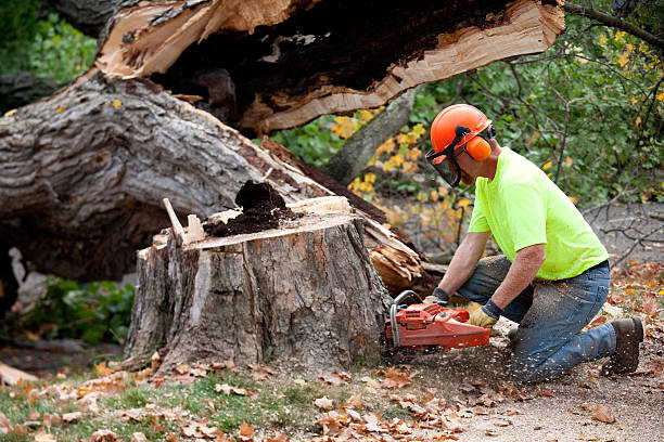 Reliable Columbus, NM Tree Service Solutions